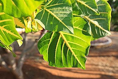 《凛冬前线 FrostBound》即将来临 冰雪封世以卡牌为刃守护文明火种​